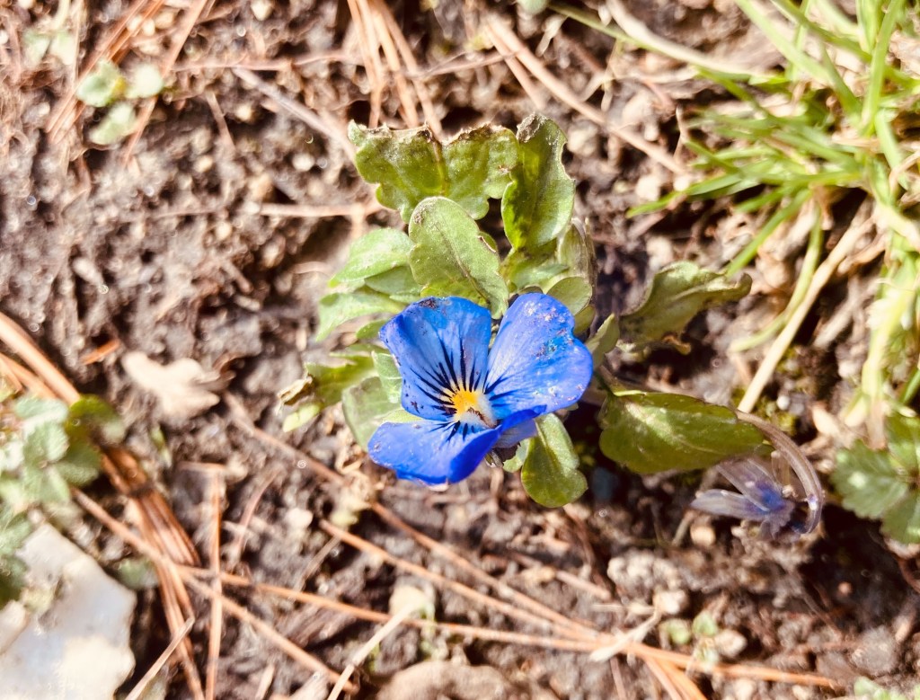 Beauty in Brokenness